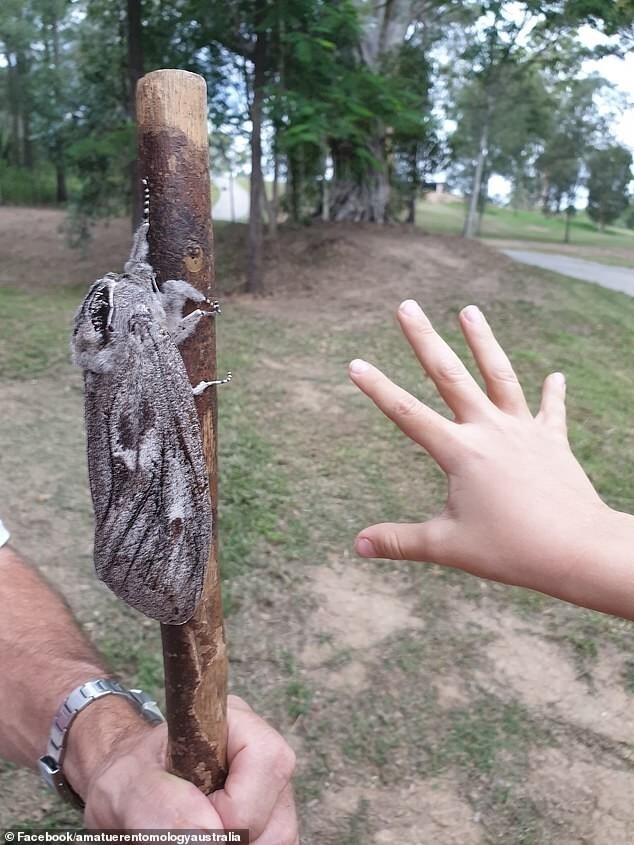 Как выглядит австралийский мотылек размером с человеческую руку