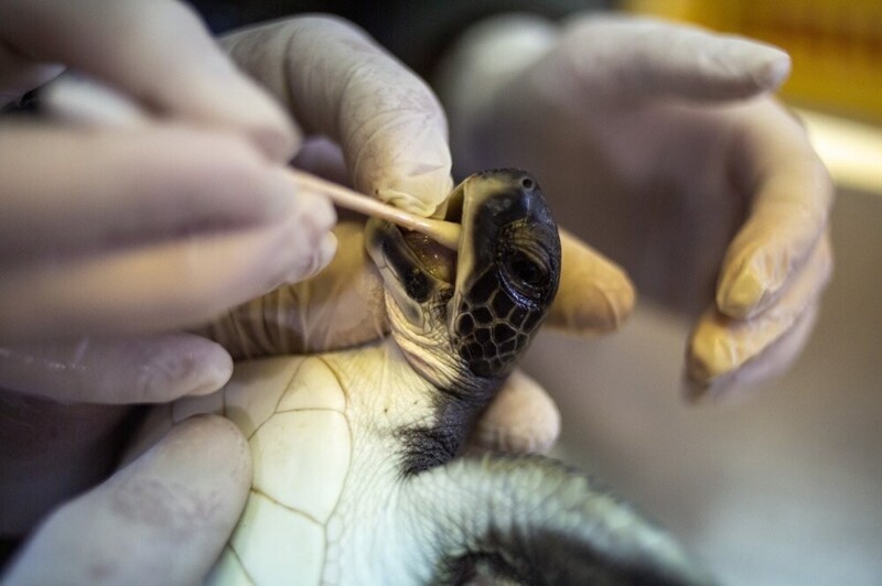 Чудо-продукт: черепах стали кормить майонезом, чтобы разрушить мазут внутри них