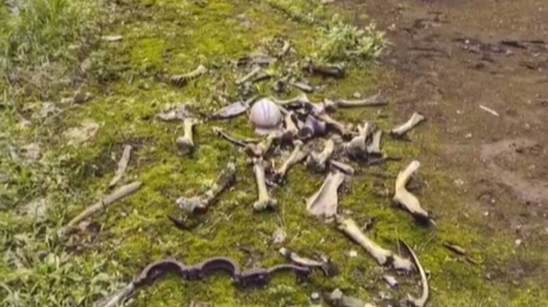 В чернобыльской зоне отчуждения нашли таинственную кучу костей