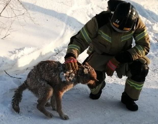 Через 2 дня спасатели вернулись на место пожара и отколупали чудом уцелевшую в огне собаку от глыбы льда