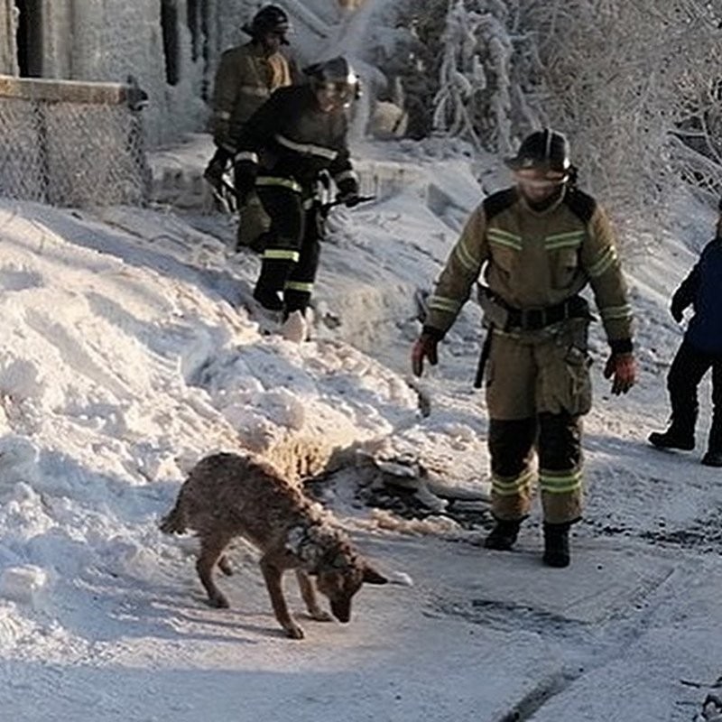 Через 2 дня спасатели вернулись на место пожара и отколупали чудом уцелевшую в огне собаку от глыбы льда