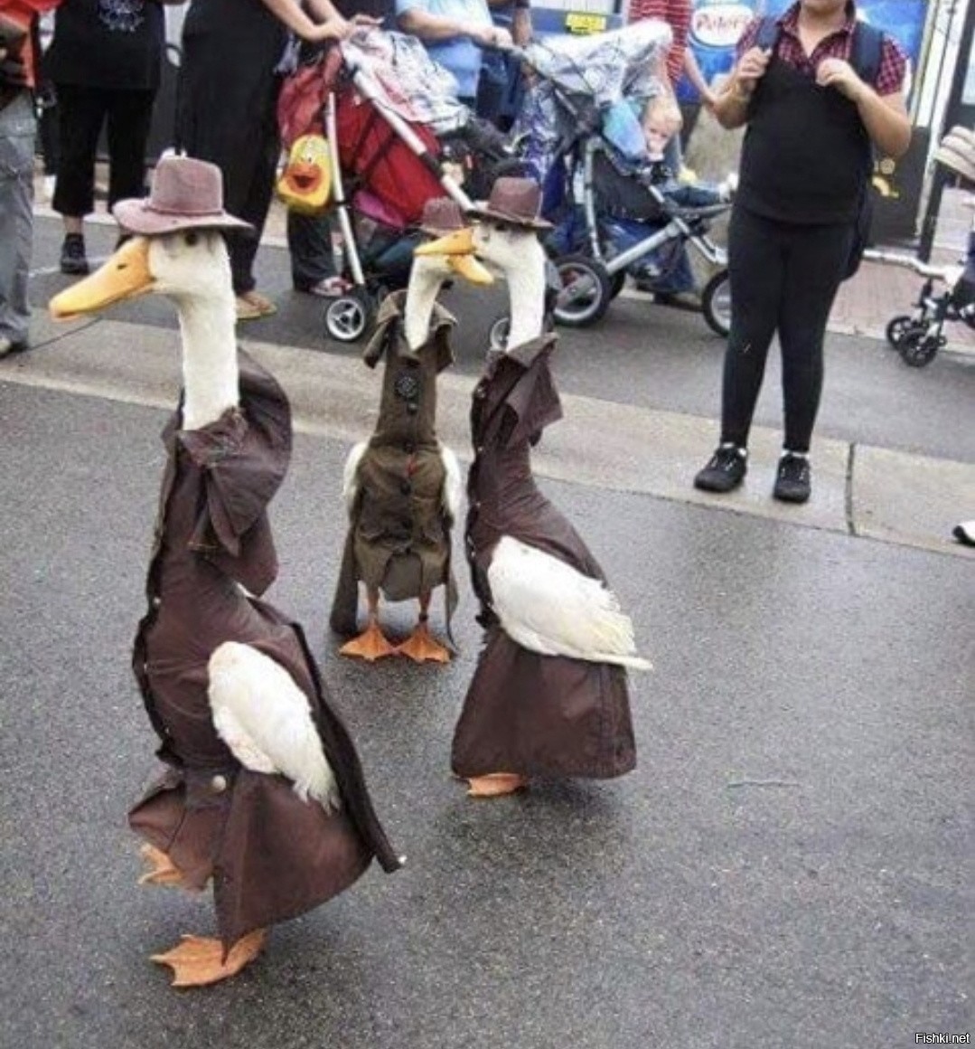 Гусь в костюме