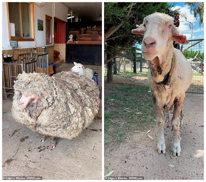 В австралийской глубинке нашли домашнюю овцу, которую никто не стриг пять лет