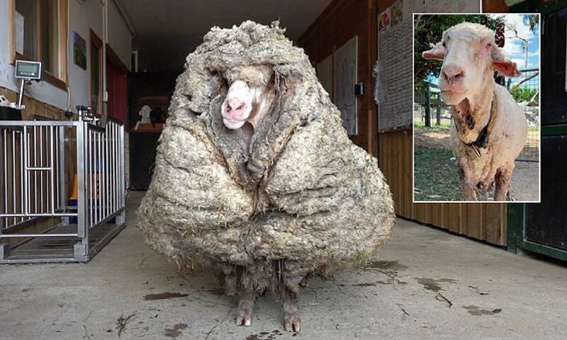 В австралийской глубинке нашли домашнюю овцу, которую никто не стриг пять лет