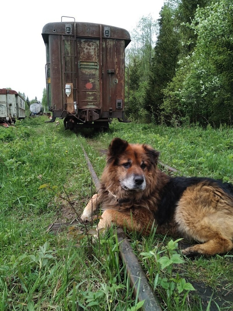 Эстетика остатков узкоколейной железной дороги торфодобывающего предприятия в Кировской области