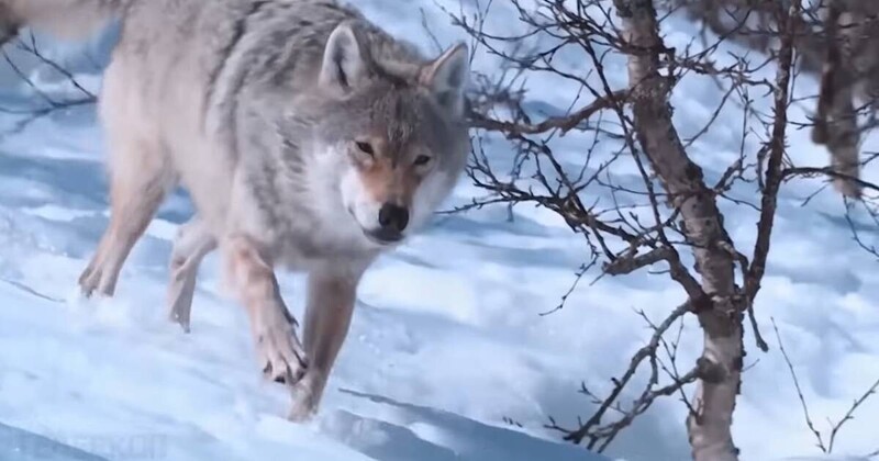 Лед на реке под школьниками провалился, но на помощь к людям вовремя пришёл волк