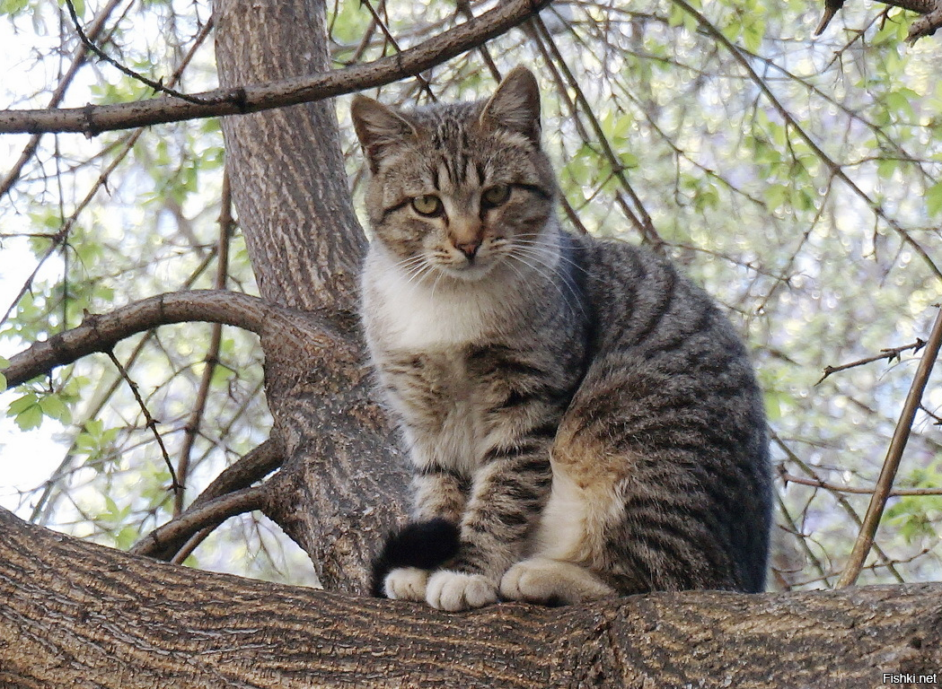 7 барсиков. Кот на ветке. Кошка сидит. Кот сидит на ветке. Кот на ветке большой.