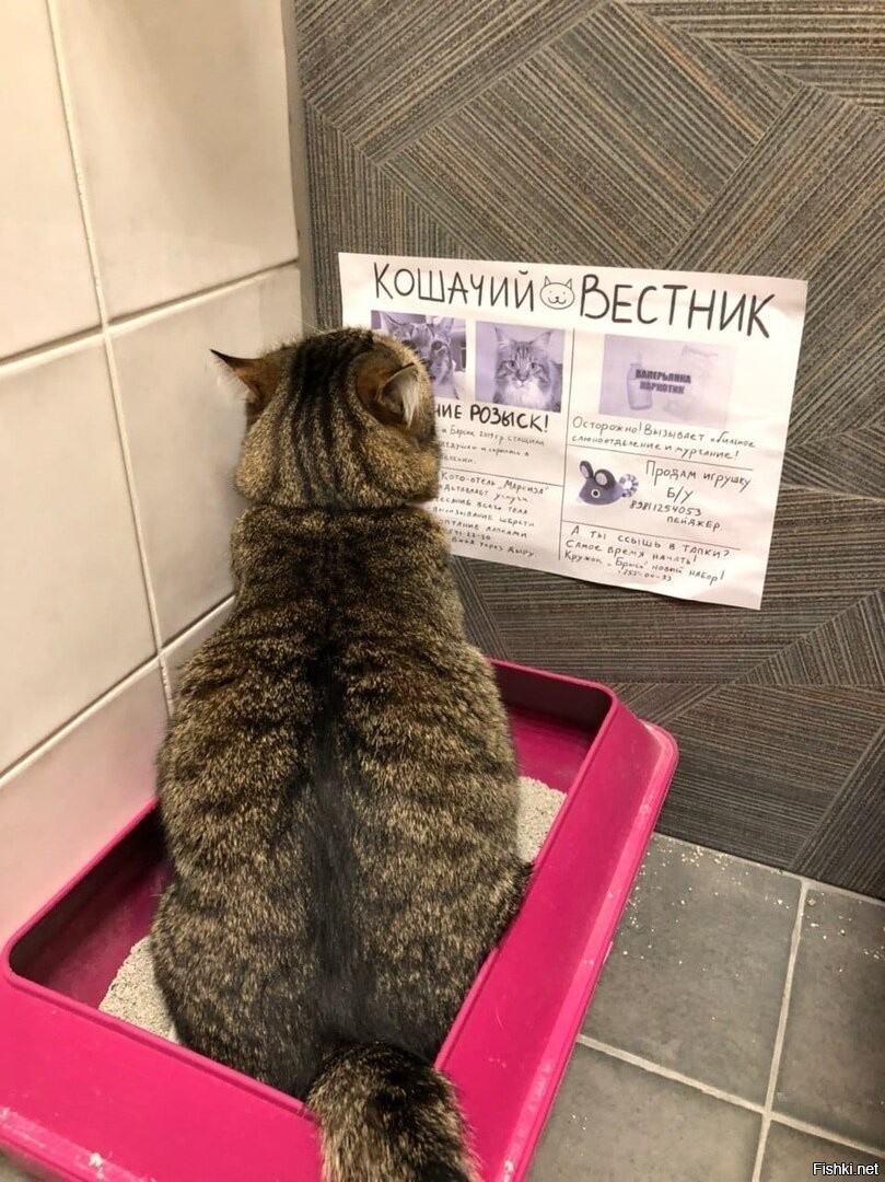 Кошачий Вестник