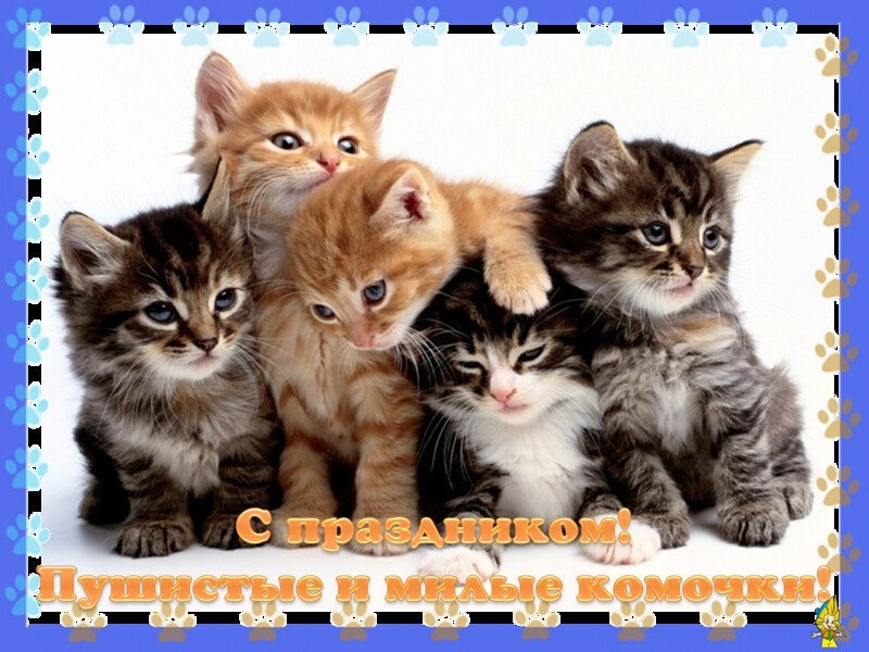 День кошек отмечают в России