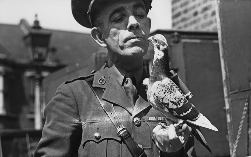 Почтовый голубь с контейнером капитана Кайгер из национальной службы, 23 июля 1945 г, Великобритания