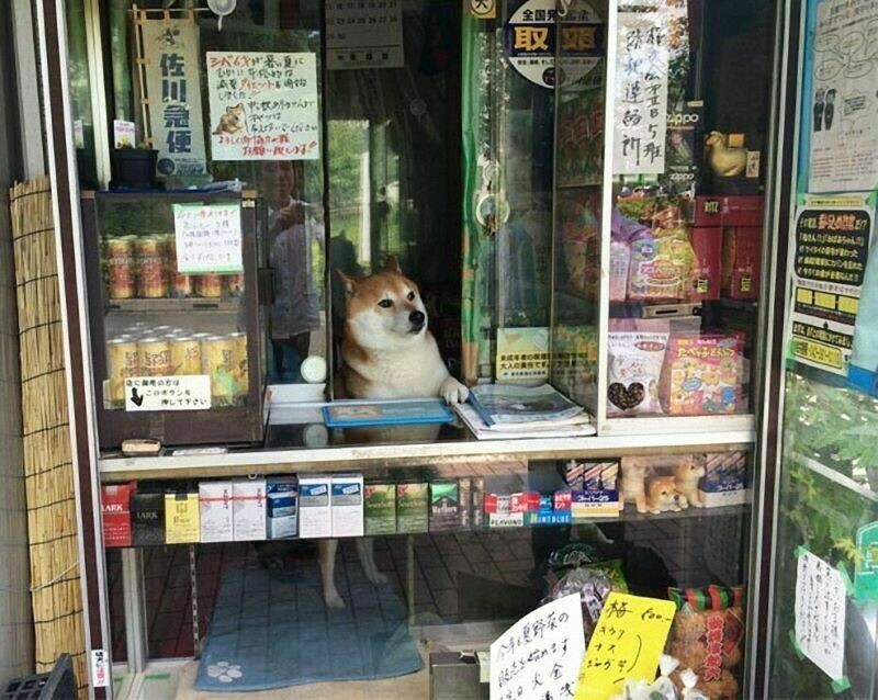 Японская собака, которая стала продавцом в киоске
