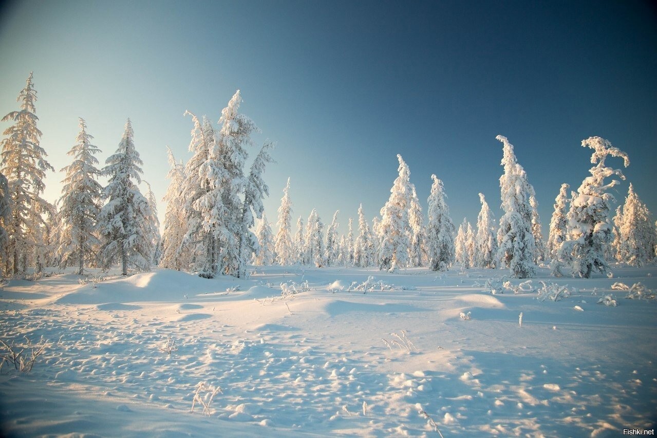 Якутские зимние. Якутия Оймякон лес. Якутия природа зима. Тайга в Якутии зимой. Саха Якутия природа зимой.