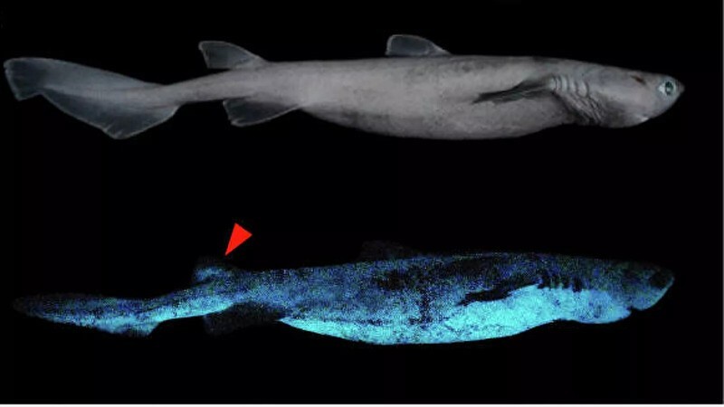 Исследователи обнаружили самую большую светящуюся акулу