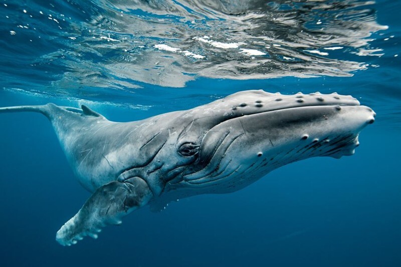 Спасение маленького кита на берегу атлантического океана. Туристы спасли кита! Мама ждала его в море