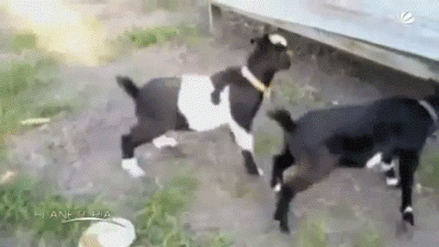 Обморочные козы: Это не обморок вовсе. Что на самом деле происходит с этой странной породой коз?