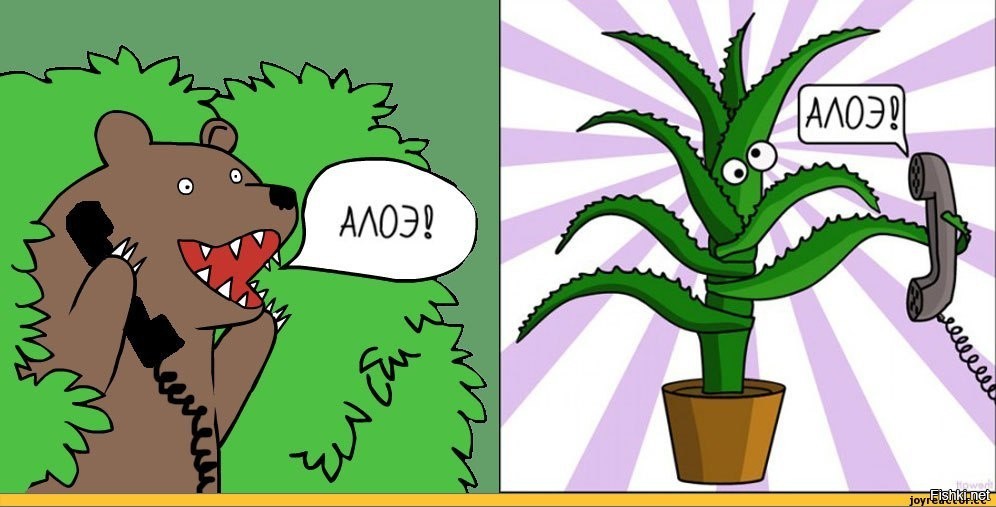 Алоэ ты что такой. Алоэ арбуэ каланхоэ. Алоэ шутка. Алоэ ты что такой. Алоэ арбуэ.