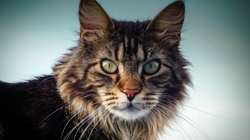 Редкие, необычные и потрясающе эффектные: топ-10 самых красивых кошек в мире