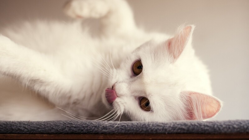 Редкие, необычные и потрясающе эффектные: топ-10 самых красивых кошек в мире