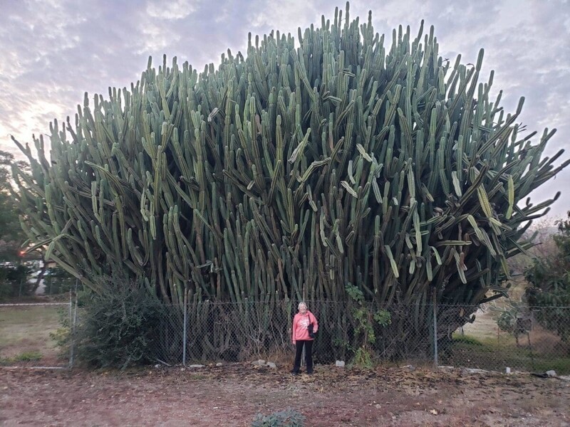 2. Моя мама рядом с огромным разросшимся кактусом