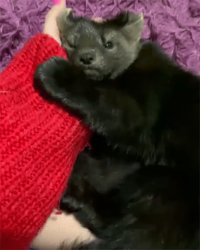 Очень ласковый соболь