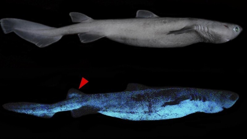 Ученые обнаружили самую большую светящуюся в темноте акулу