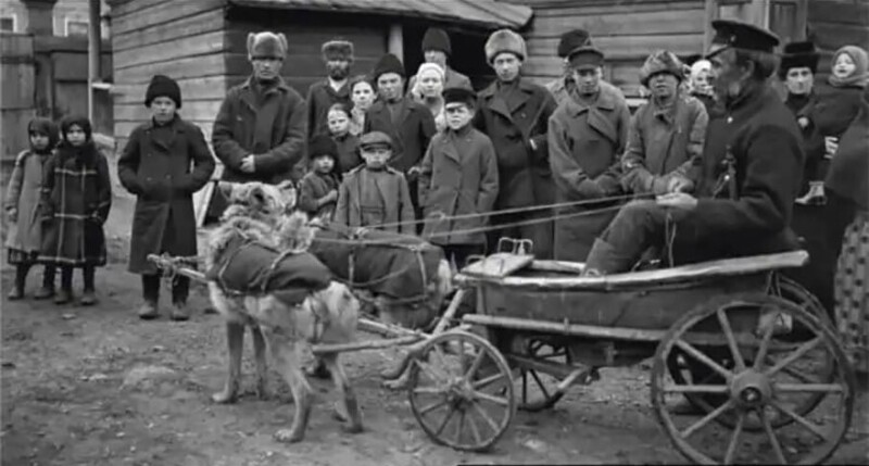  На фото: Красноярец Онипко в повозке, запряжённой волками, 1909 год