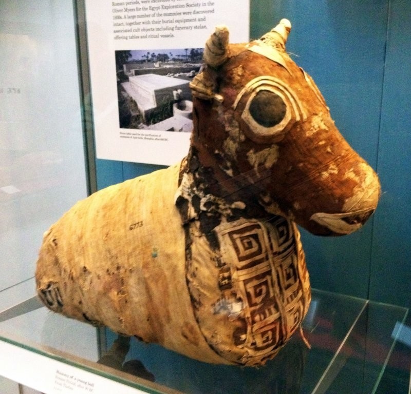 Древнеегипетский бандаж: искусство наложения бинтов и загробный зоопарк