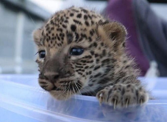 Воссоединение 9-недельного детеныша леопарда с матерью