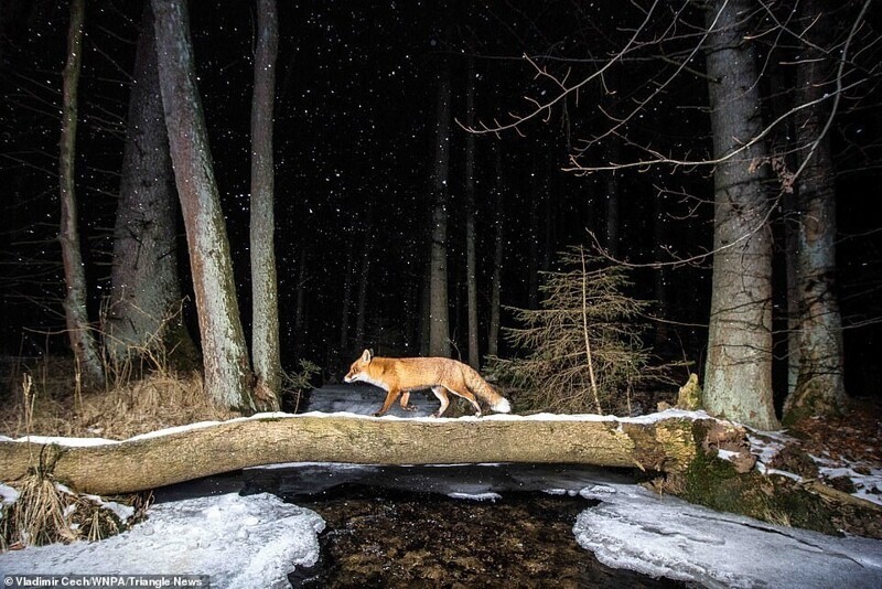 Лисица, идущая по бревну в холодную ночь. Владимир Чех, Чехия