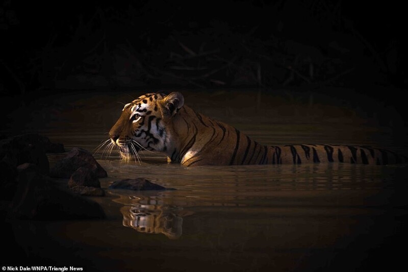Бенгальская тигрица в заповеднике Тадоба Андхари в Индии. Ник Дейл