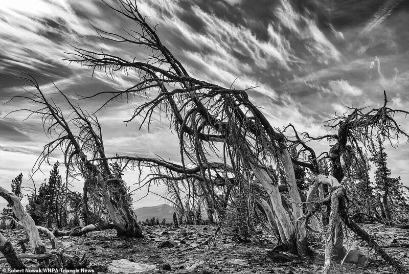 Белокорые сосны в заповеднике Three Sisters Wilderness Area, Орегон, США. Роберт Новак