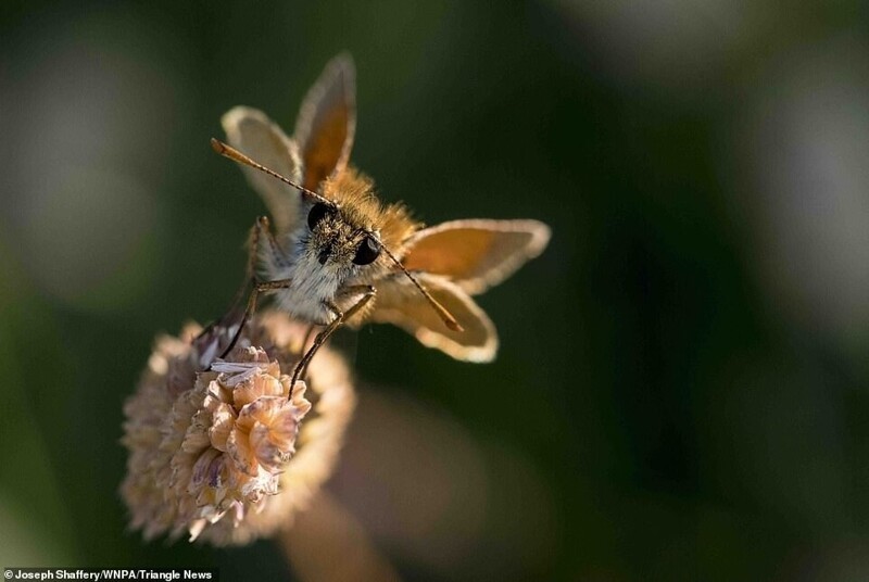 Бабочка-толстоголовка. Ли-он-Си, Эссекс, Великобритания. Джозеф Шаффери