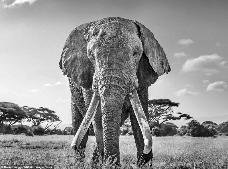 Слон по кличке Улисс, Кения. Гарри Скеггс