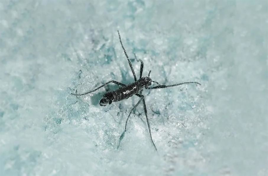 Антарктический комар: Крупнейшее наземное животное Антарктиды. Есть риск, что именно оно погубит Южный полюс