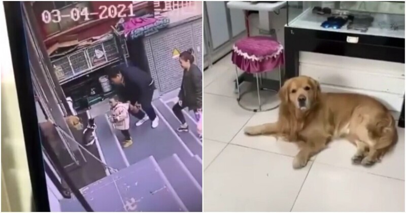Пёс по команде хозяйки утащил ленивого кота с крыльца магазина