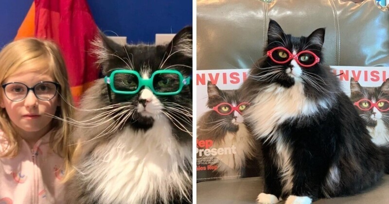 Семья приютила кошку и нашла ей работу в качестве модели для очков