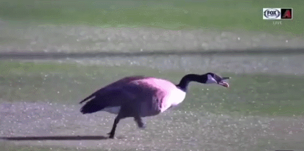 Гусиный замес