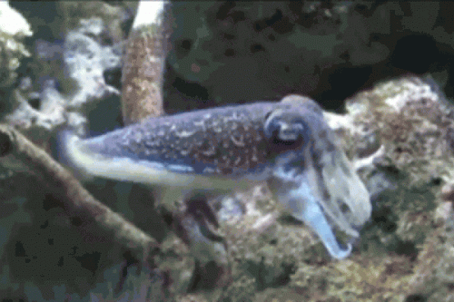 Каракатица: Запоминает обидчика и мстит всю жизнь. Как работает вендетта у моллюсков?