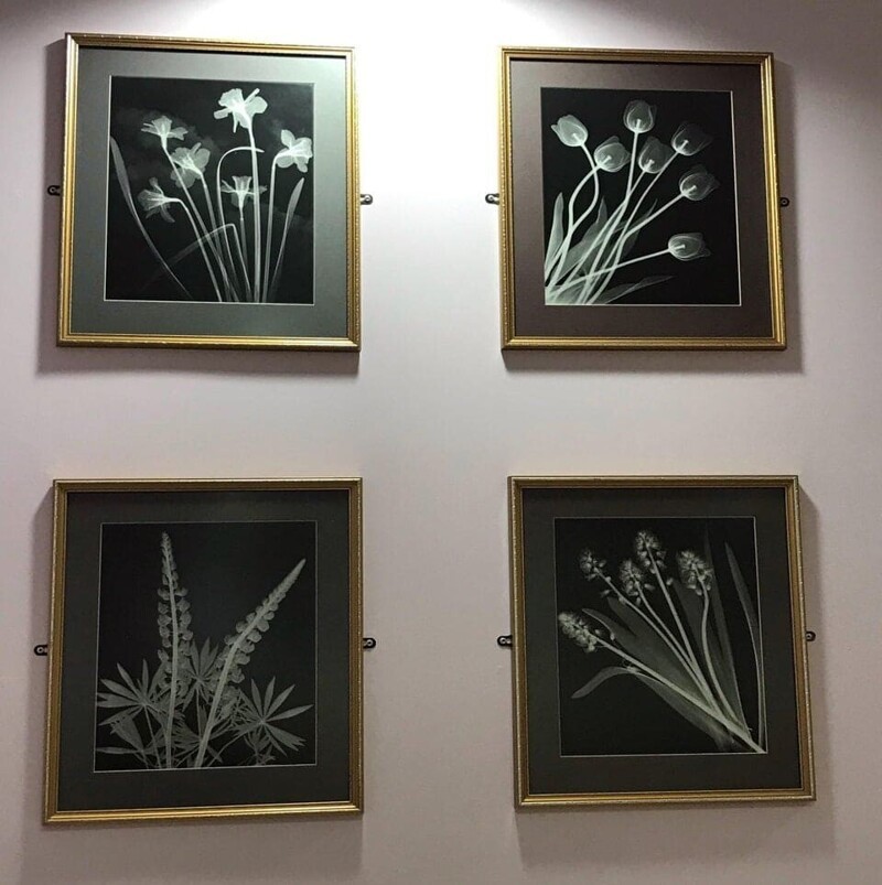 В комнате ожидания в рентгенологическом кабинете висят рентгеновские снимки цветов