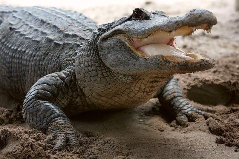 25 интересных фактов о крокодилах