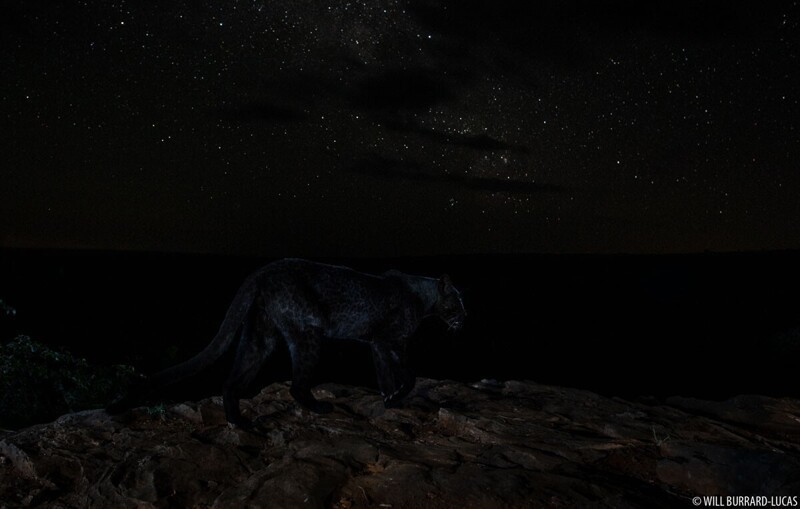 "Неуловимый хищник": потрясающие фото черной пантеры под звездами