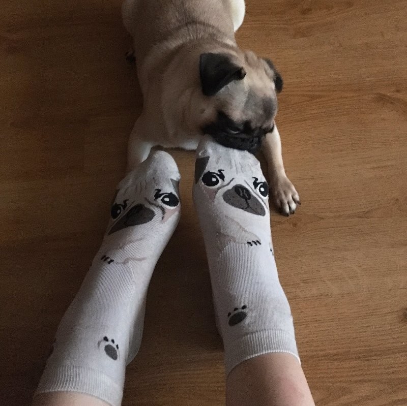 Нашему псу очень не нравятся похожие на собаку носки