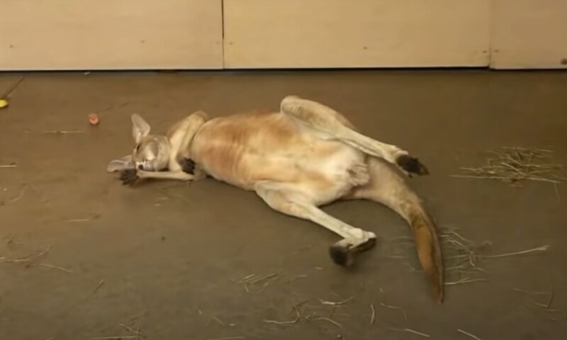 Посетителя зоопарка оскорбила поза спящего кенгуру