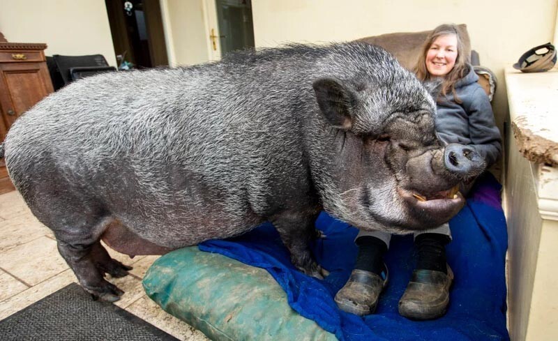 Огромная свинья проживает прямо в доме своих хозяев
