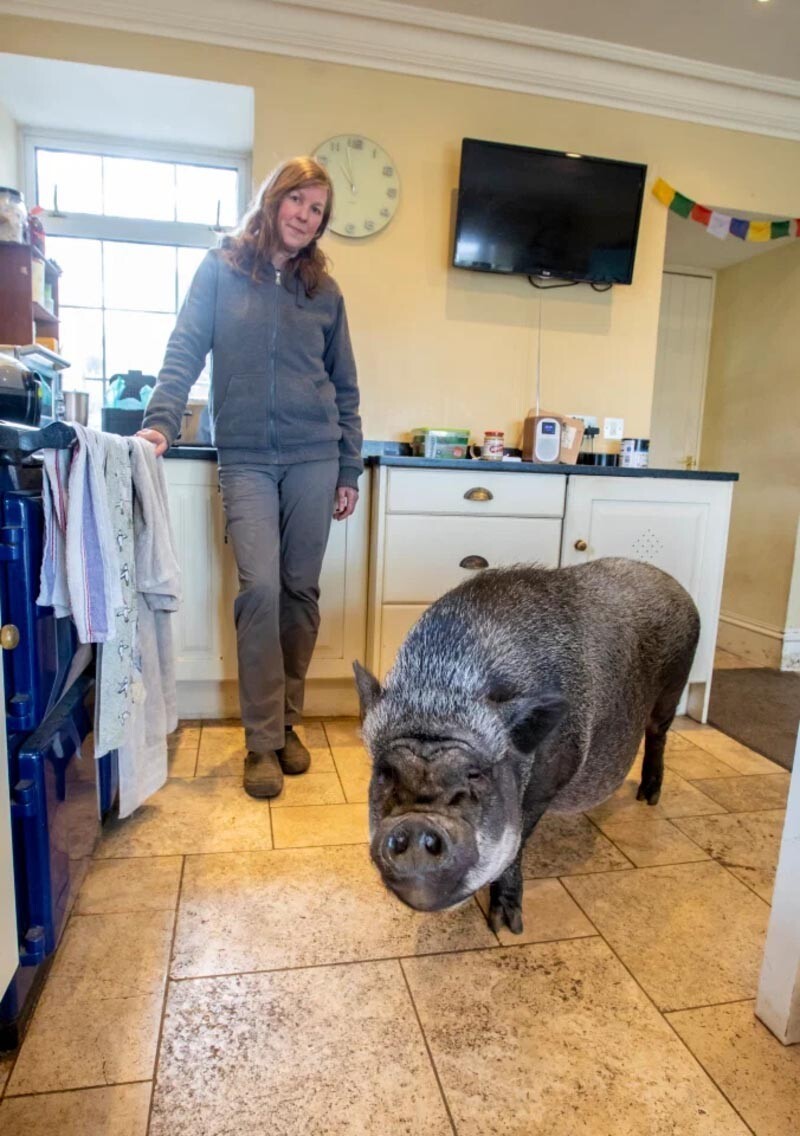 самая тяжелая свинья в мире вес фото