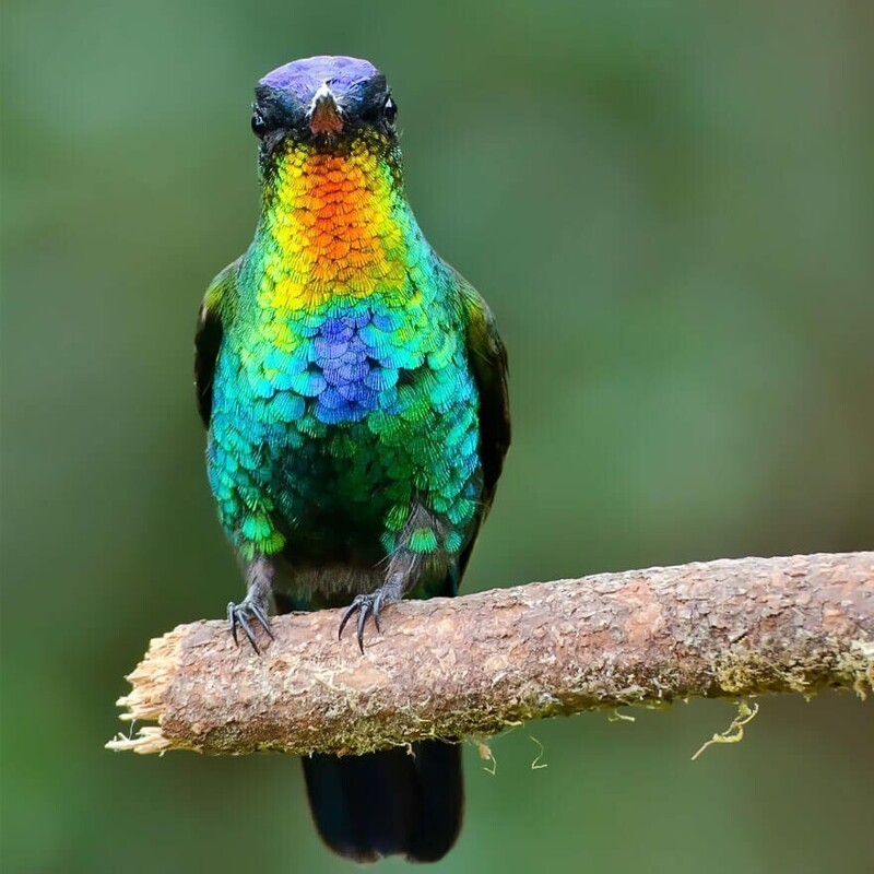 Яркие, как горстка самоцветов: самые красивые виды колибри