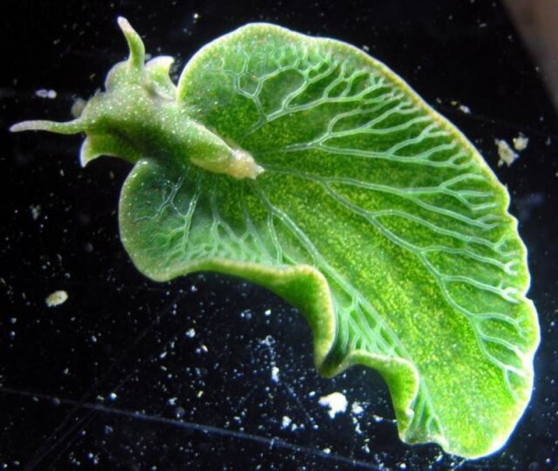 Примечательно, что хлоропласты работают в теле улитки до 9 месяцев, гораздо дольше, чем в самих водорослях