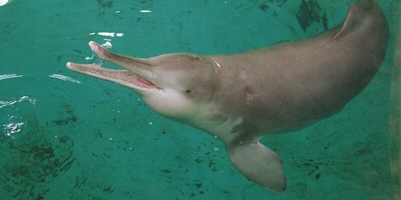 2. Речной Китайский Дельфин - Бейджи