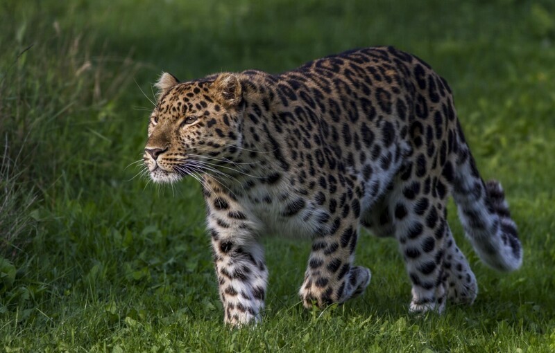 4. Дальневосточный (Амурский) Леопард