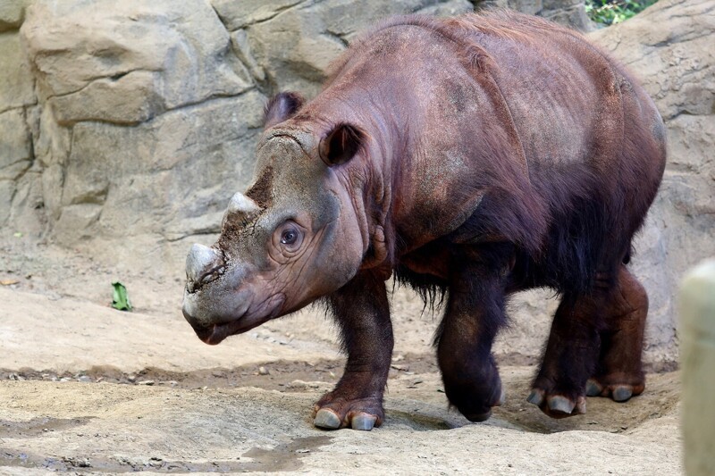 9. Суматранский носорог
